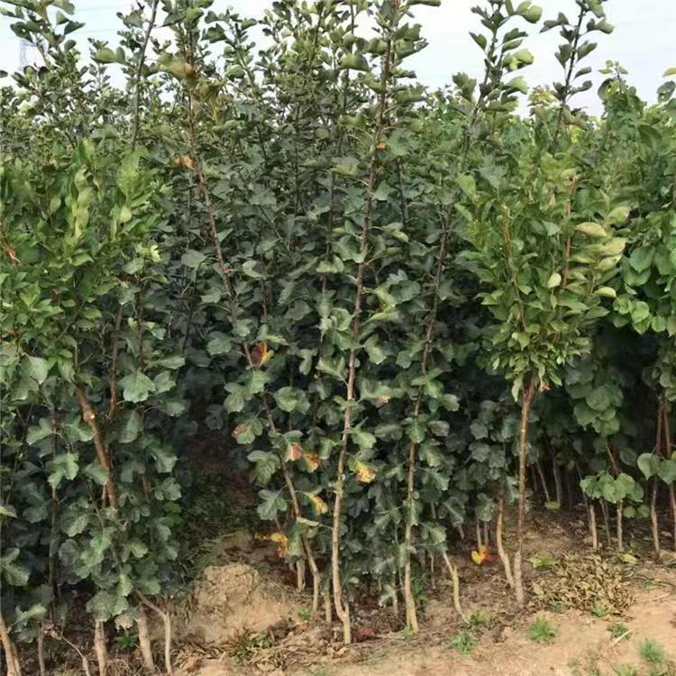 朝陽林旺2公分山楂苗種植、2公分山楂苗種植基地