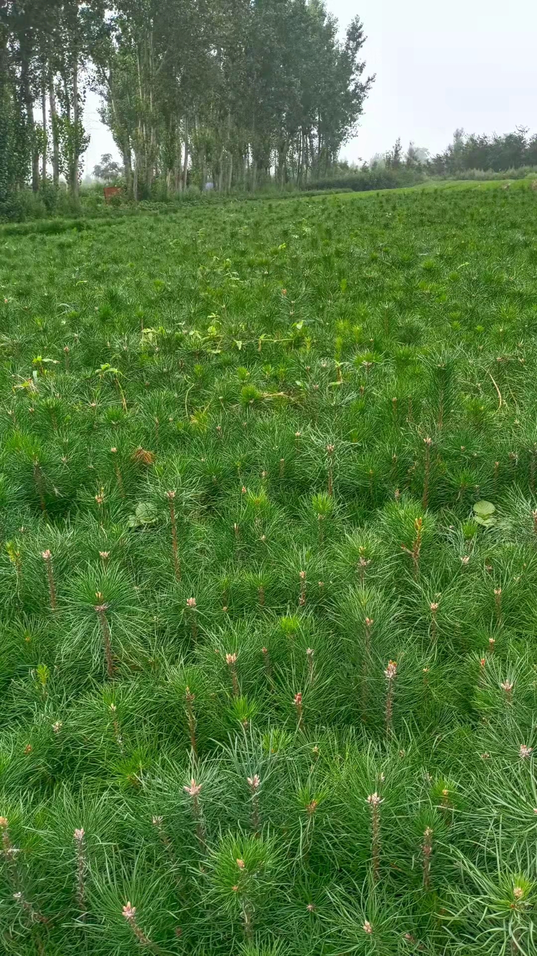 油松杯苗多少錢種植基地