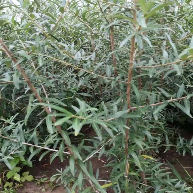 遼寧沙棘苗多少錢_種植_供應(yīng)