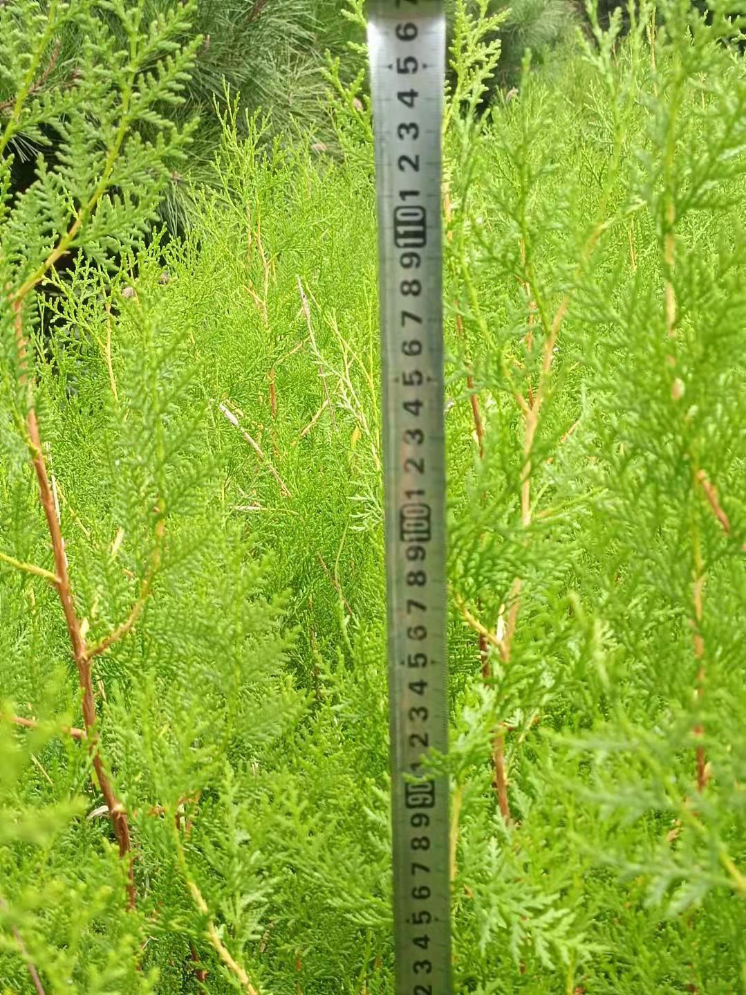 東北側柏苗基地，側柏苗多少錢，側柏苗種植