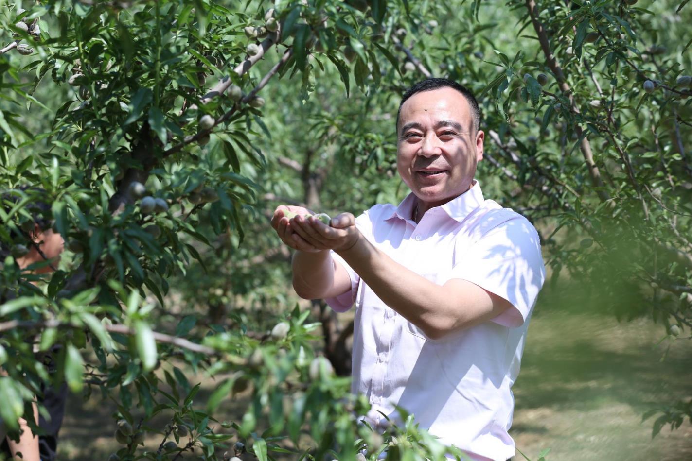 巴旦木樹(shù)苗多久能掛果，巴旦木畝產(chǎn)利潤(rùn)如何?