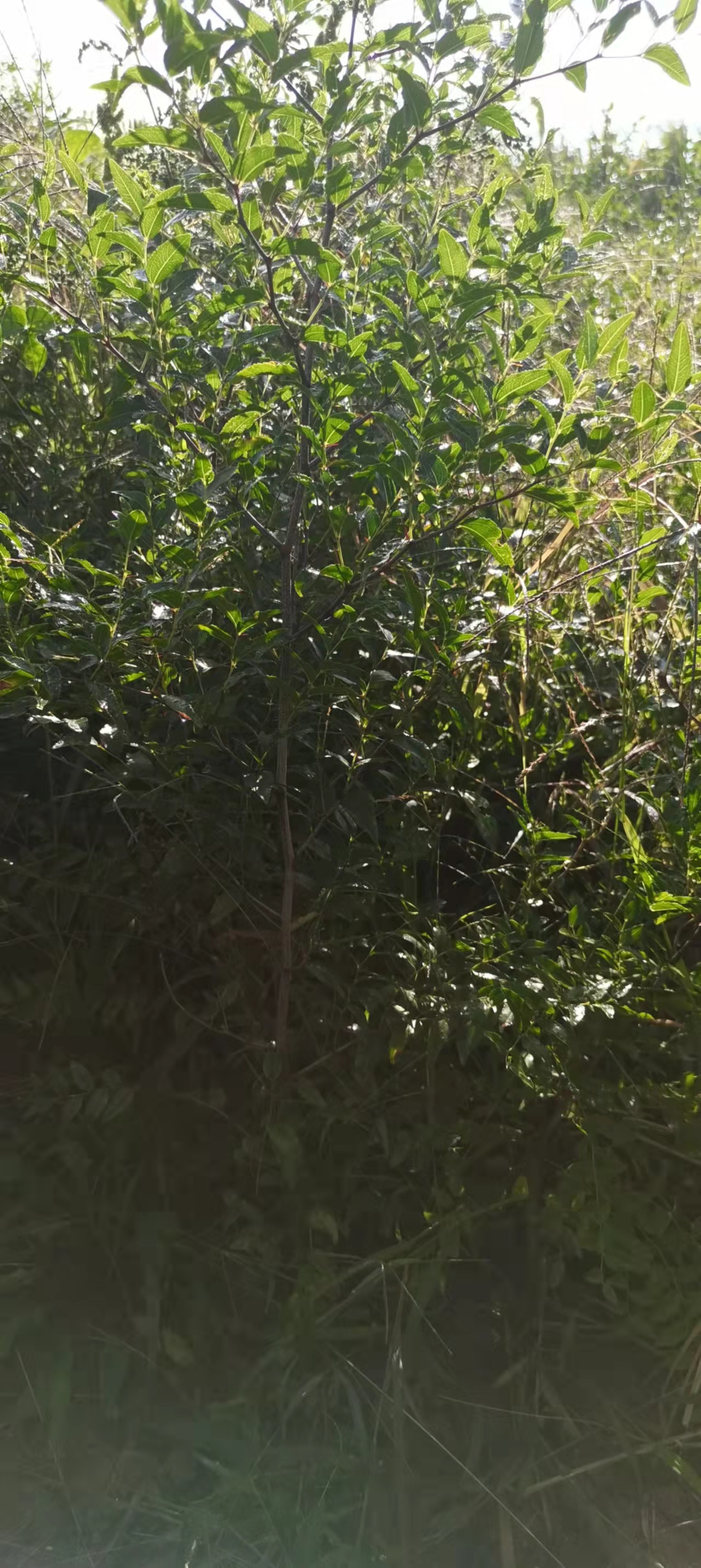 云南金玲大棗苗種植批發(fā)價格