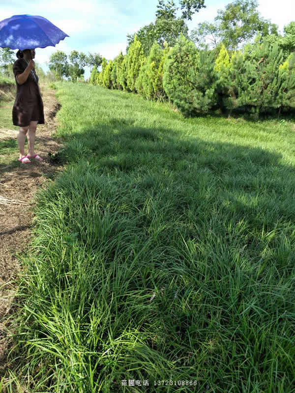 麥冬草-河南麥冬草產(chǎn)地直銷