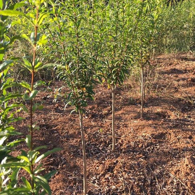 北京石榴苗基地 石榴果樹苗價格 招遠(yuǎn)市小波鮮花店