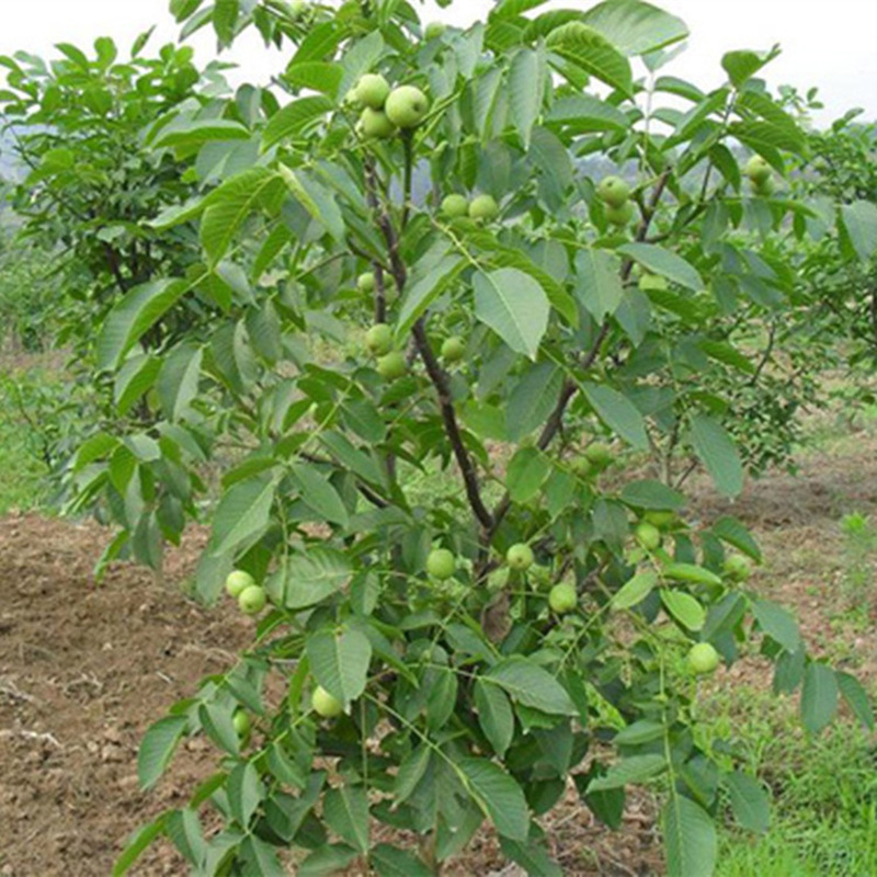 北京核桃苗基地 核桃果樹(shù)苗價(jià)格 招遠(yuǎn)市小波鮮花店
