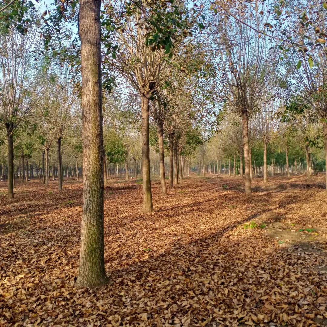 8-20公分金葉白臘樹多少錢、陽泉基地供應(yīng)白臘價格