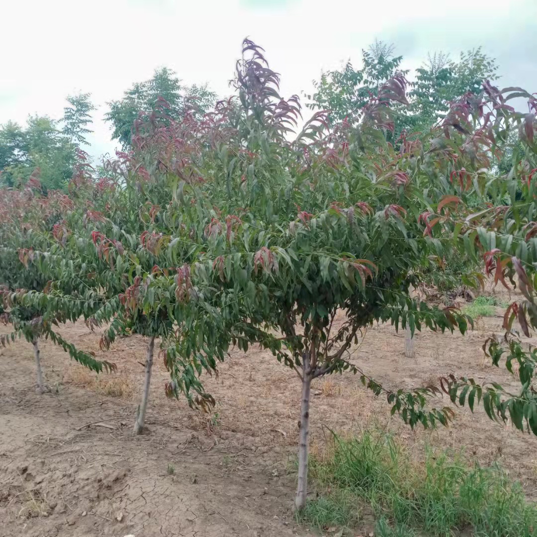 紅葉碧桃供應 紅葉碧桃基地