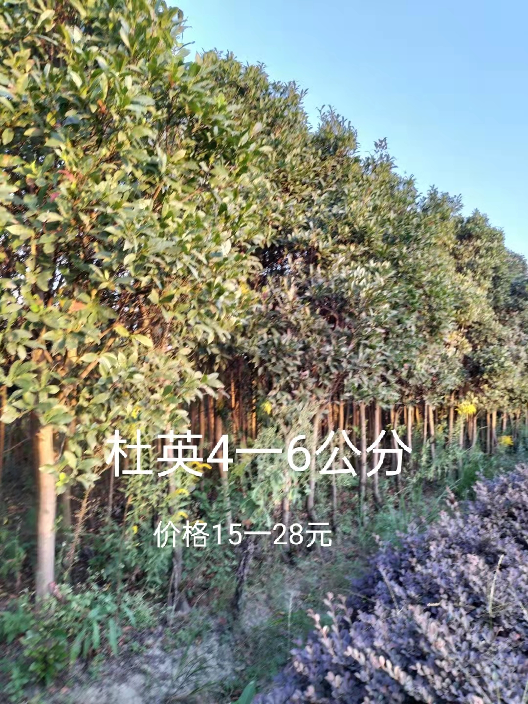 江西杜英-基地-批發(fā) 江西杜英基地