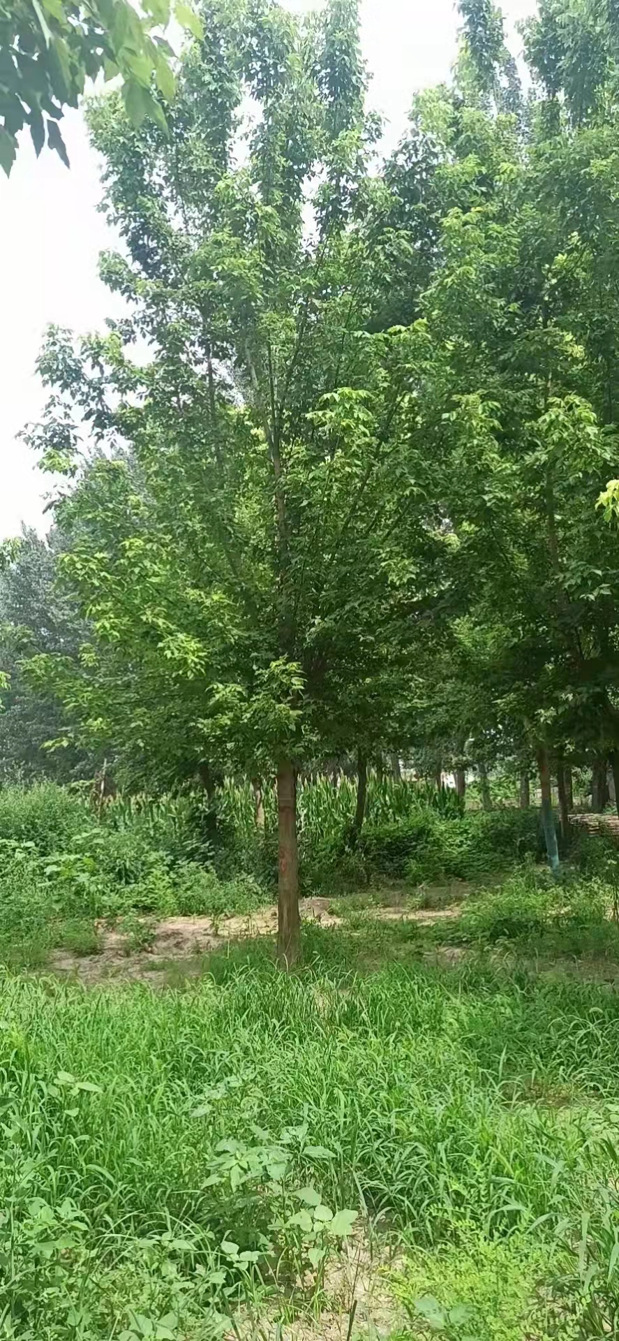 山東 批發(fā)金葉復(fù)葉槭基地，金葉梣葉槭批發(fā)價(jià)格