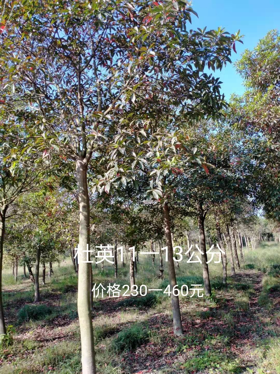 江西杜英-基地-批發(fā) 江西杜英基地