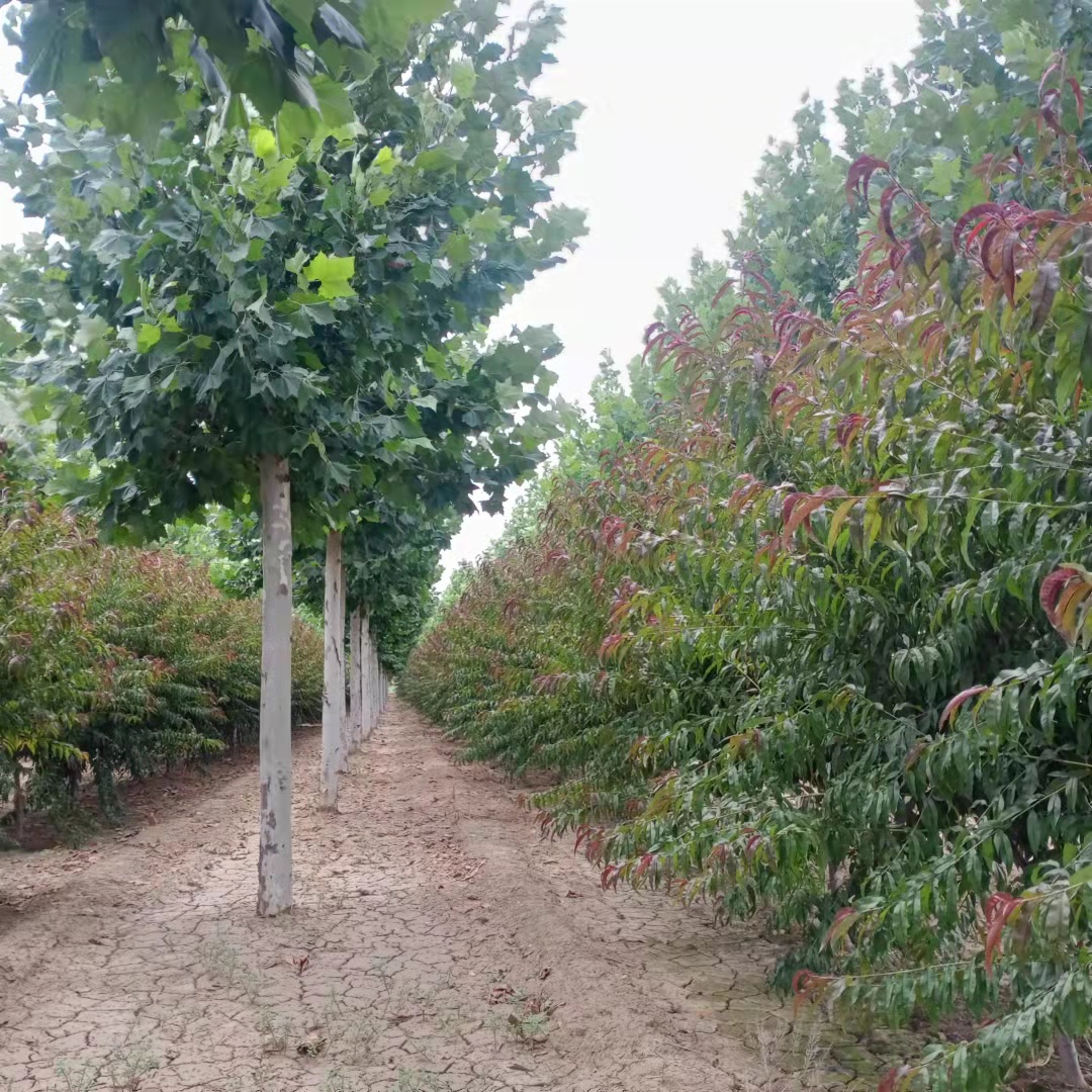 紅葉碧桃供應 紅葉碧桃基地