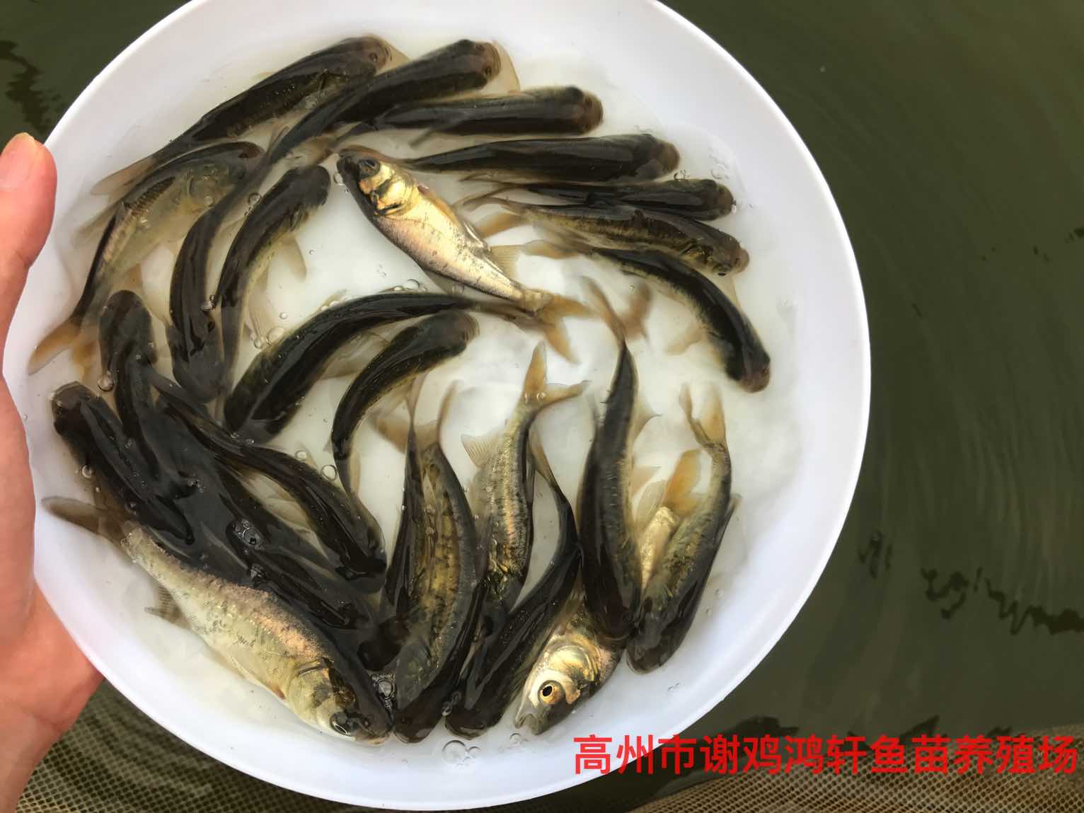 淡水魚苗養(yǎng)殖基地花白鰱魚苗批發(fā)價格扁魚苗