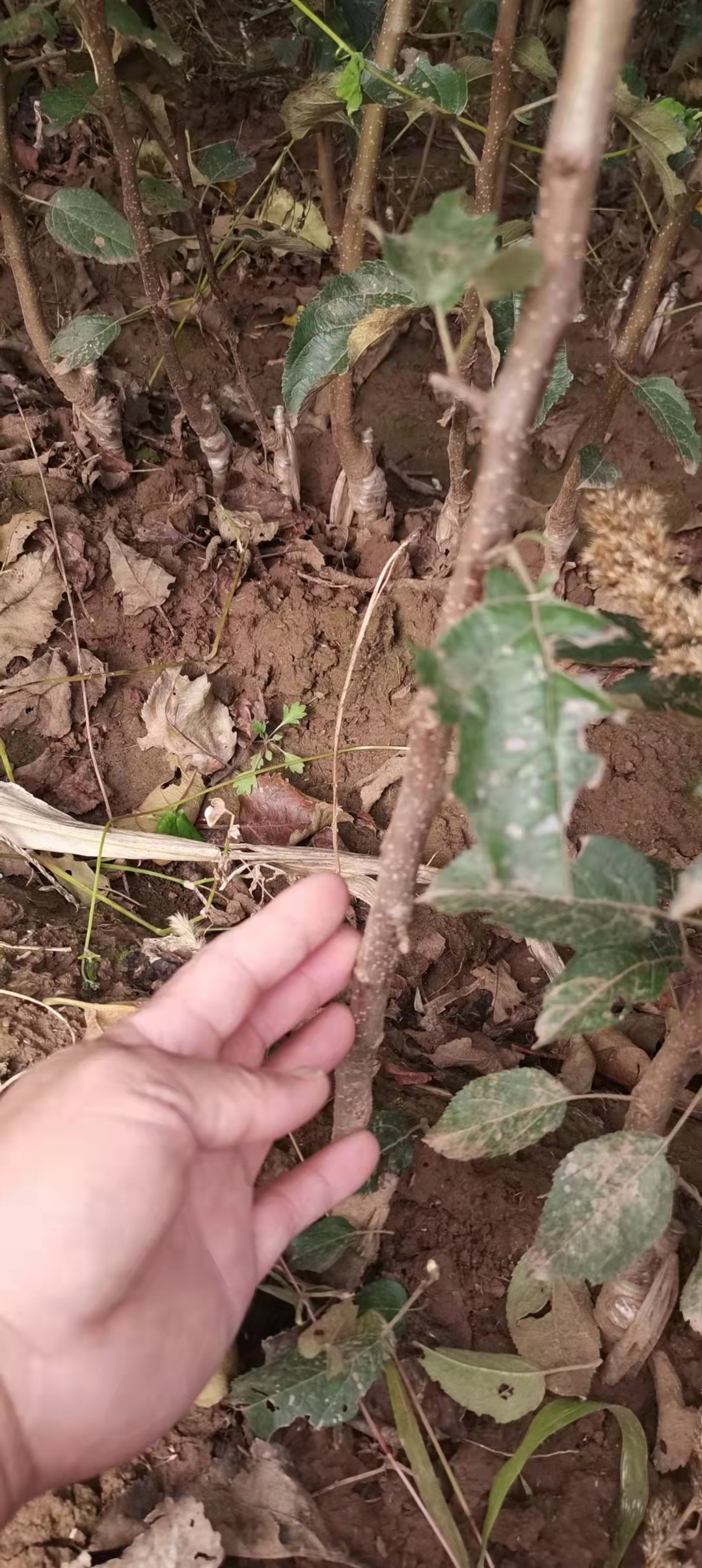 寒富蘋果，耐寒蘋果苗，寒富蘋果嫁接苗，耐寒蘋果苗