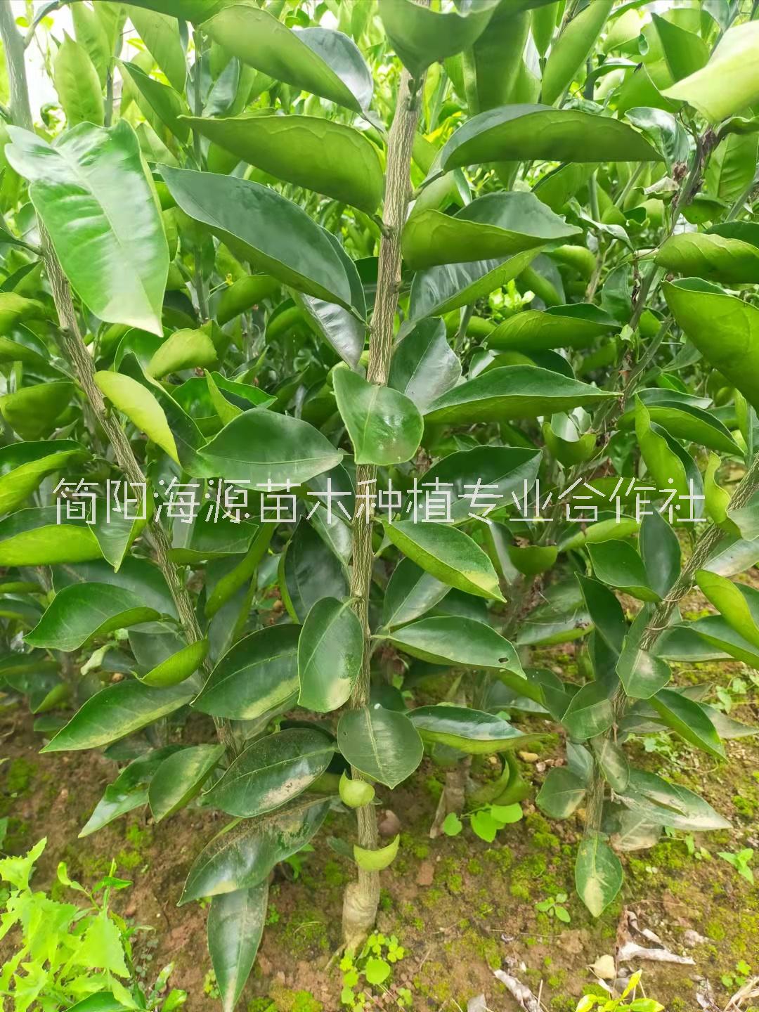 內(nèi)江資中血橙8號苗種植基地銷售批發(fā)價(jià)格 高存活率