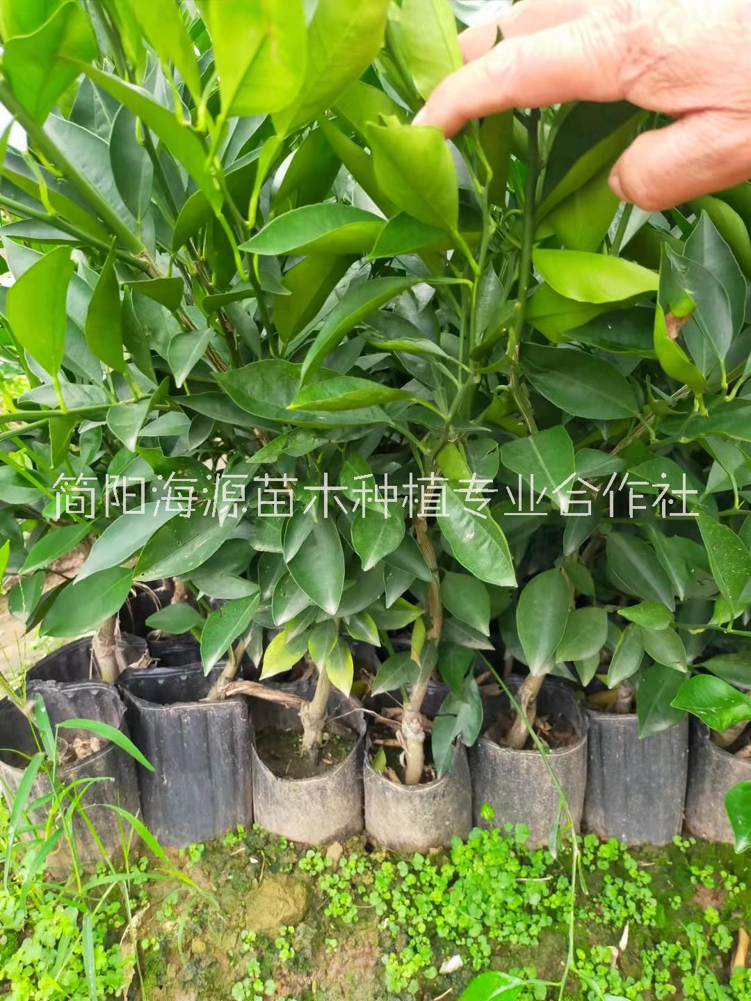 四川蒲江明日見柑橘裸根苗種植基地銷售批發(fā)價(jià)格 高存活率