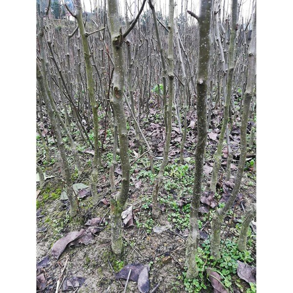 綠鑫 金秋蜜梨樹(shù)苗 金秋香梨樹(shù)種植管理 梨樹(shù)苗基地