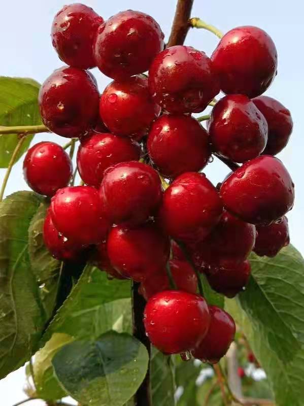 河南大量批發(fā)俄羅斯8號(hào)大櫻桃苗基地/哪家加便宜？