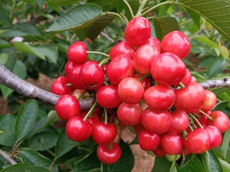 山東岱紅櫻桃樹苗批發(fā)基地/銷售價(jià)格哪家便宜