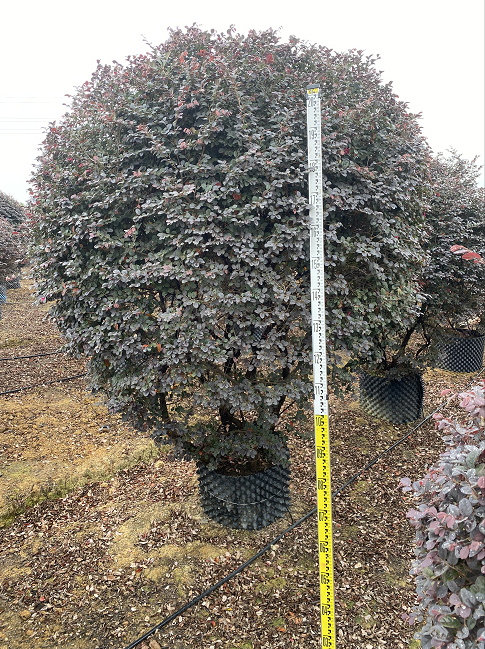 廣州紅繼木球價(jià)格 紅繼木球基地