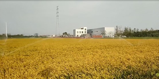 萬(wàn)宏測(cè)控園林綠化智能灌溉系統(tǒng) 園林景區(qū)智能灌溉系統(tǒng)