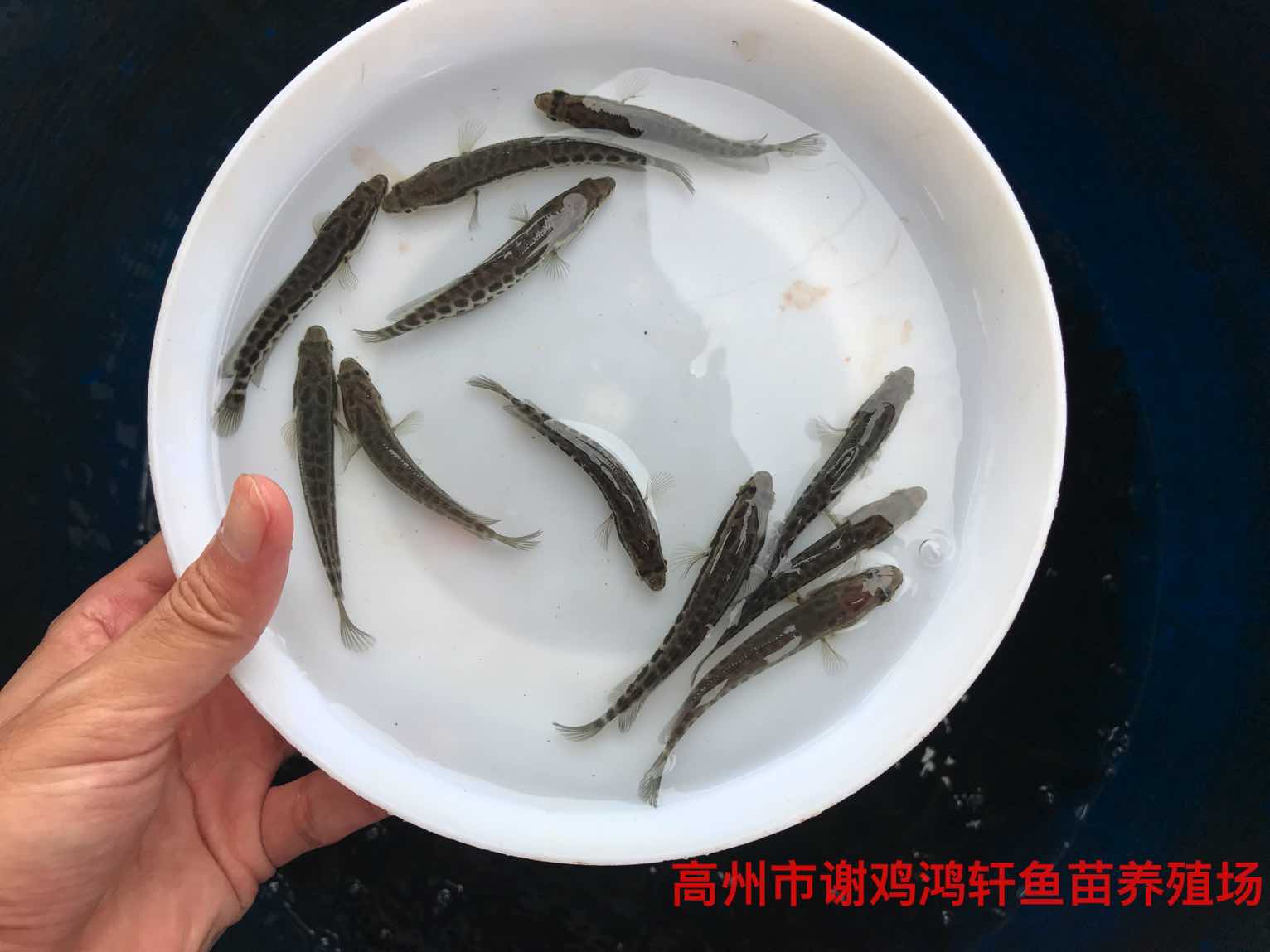 黑魚苗養(yǎng)殖基地財(cái)魚苗批發(fā)價(jià)格烏魚苗柴魚苗