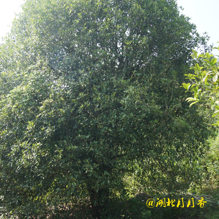 咸寧桂花樹基地，桂花樹種植銷售，桂花樹批發(fā)商（湖北月月香園林有限公司）