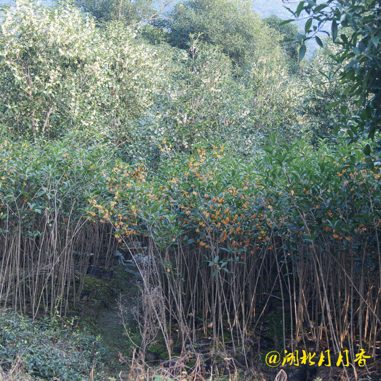 湖南桂花樹，桂花樹基地種植，桂花樹多少錢（湖北月月香園林有限公司）