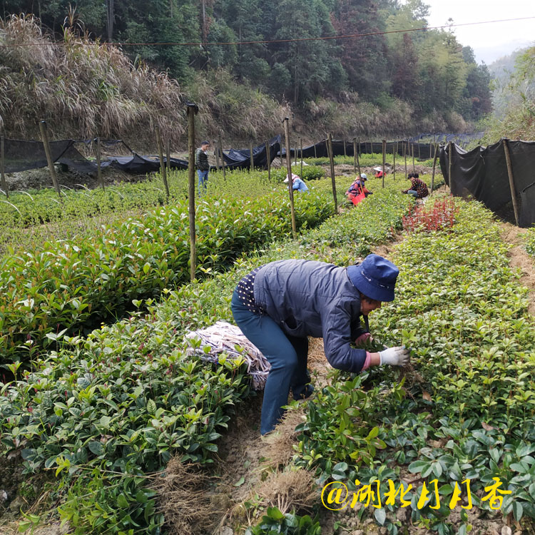 湖北四季桂小苗 四季桂小苗基地 四季桂小苗批發(fā)供應(yīng) 四季桂小苗價(jià)格