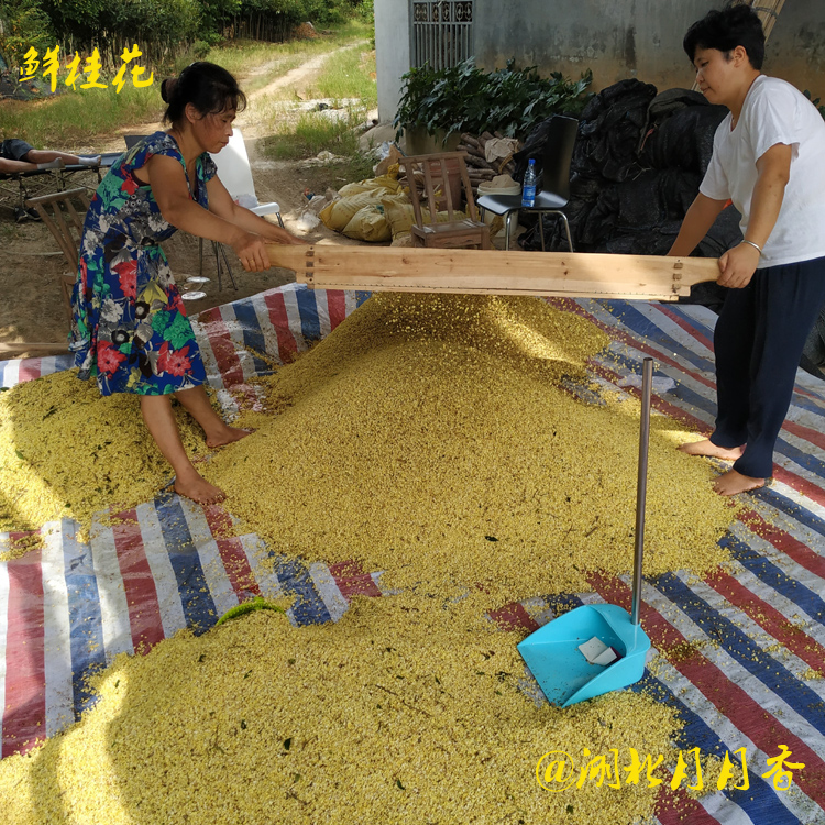 咸寧干桂花 批發(fā)供應(yīng)干桂花 精選干桂花大量出售 湖北產(chǎn)地直銷