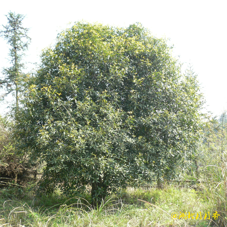 咸寧桂花樹基地，桂花樹種植銷售，桂花樹批發(fā)商（湖北月月香園林有限公司）