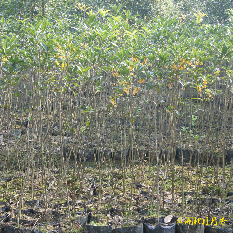 河南2公分桂花樹，2公分桂花樹批發(fā)商，2公分桂花樹基地（湖北月月香園林有限公司）