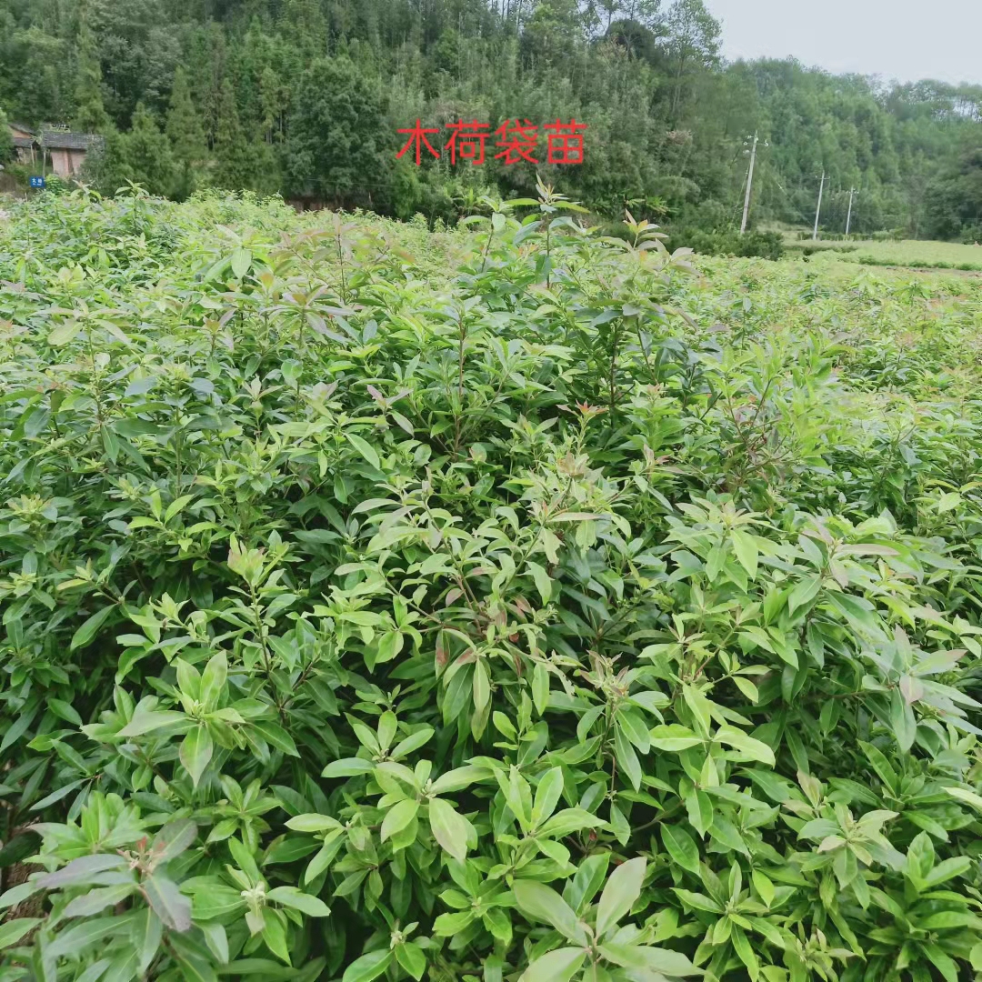 木荷小苗基地，木荷小苗種植苗圃，木荷小苗價(jià)錢（清流縣嵩口新生苗木專業(yè)合作社）