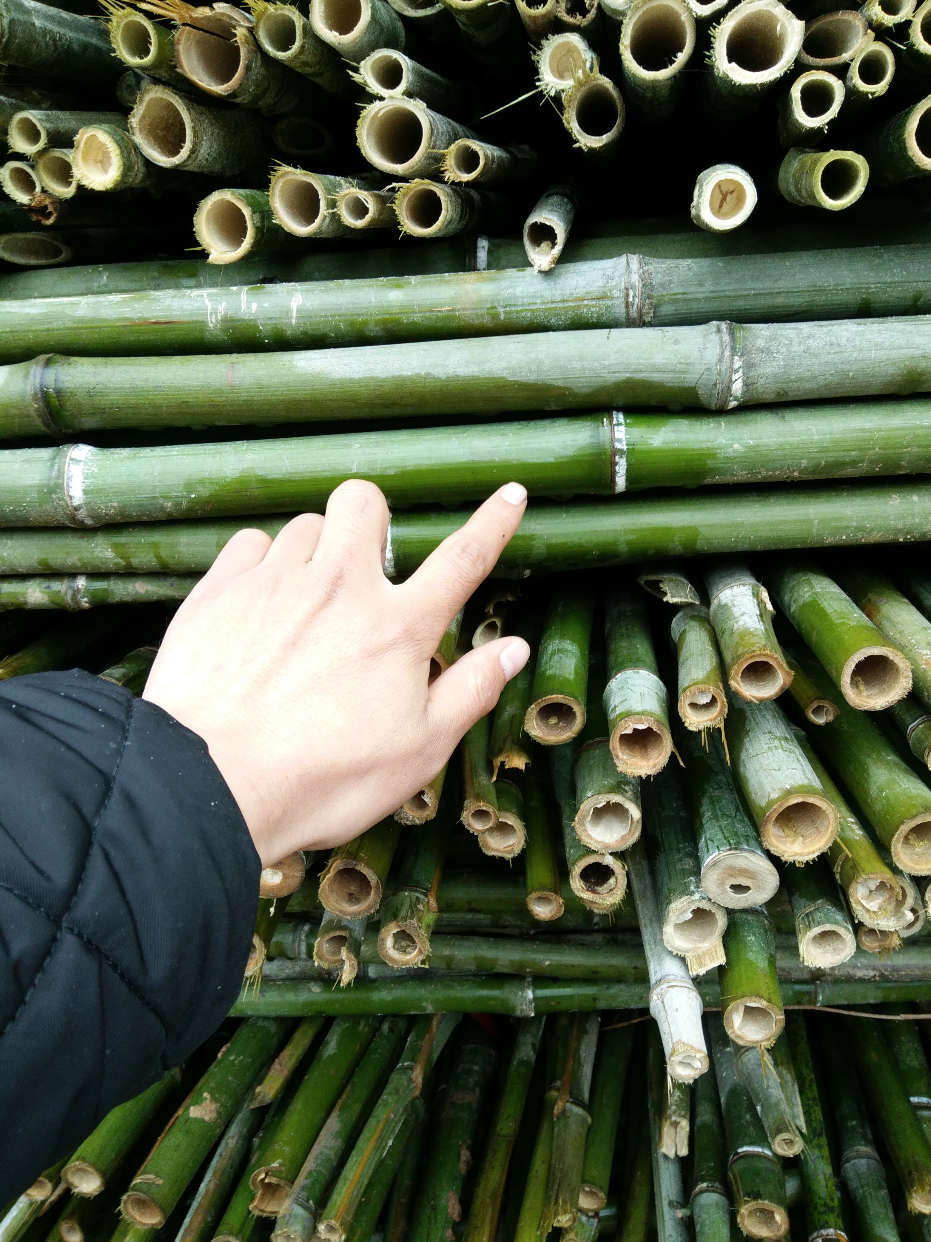 西瓜爬藤架細(xì)長山藥種菜細(xì)竹子葫蘆架條竹竿舞矮菜架竹架絲瓜戶外 種菜竹子