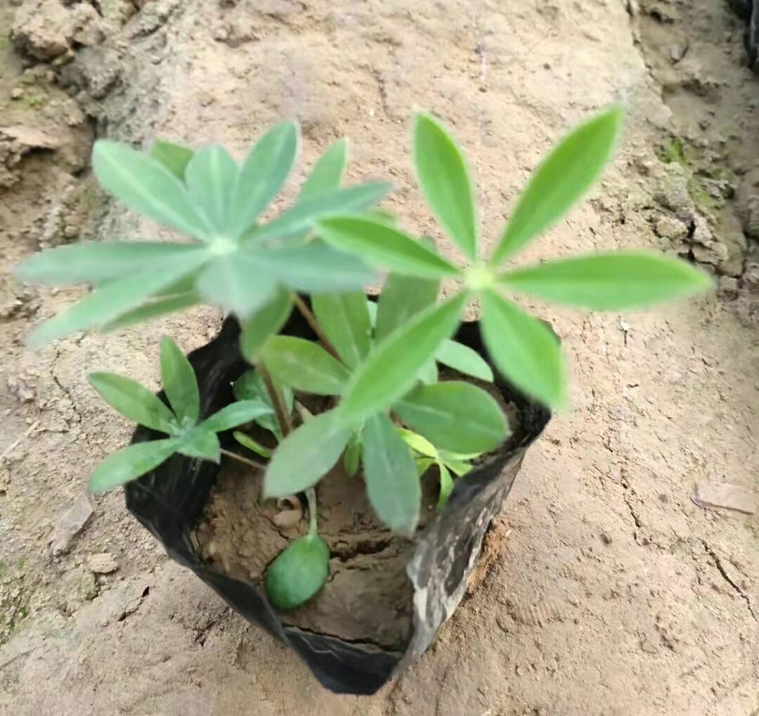 偉榮花卉羽扇豆  花壇花境地栽盆栽均可  羽扇豆基地