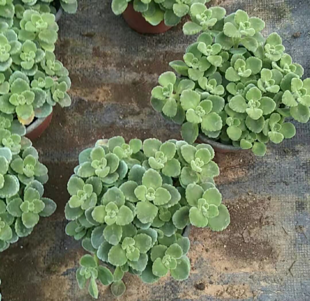 碰碰香基地 喜陽較耐陰 陽臺庭院布景 多年生草本