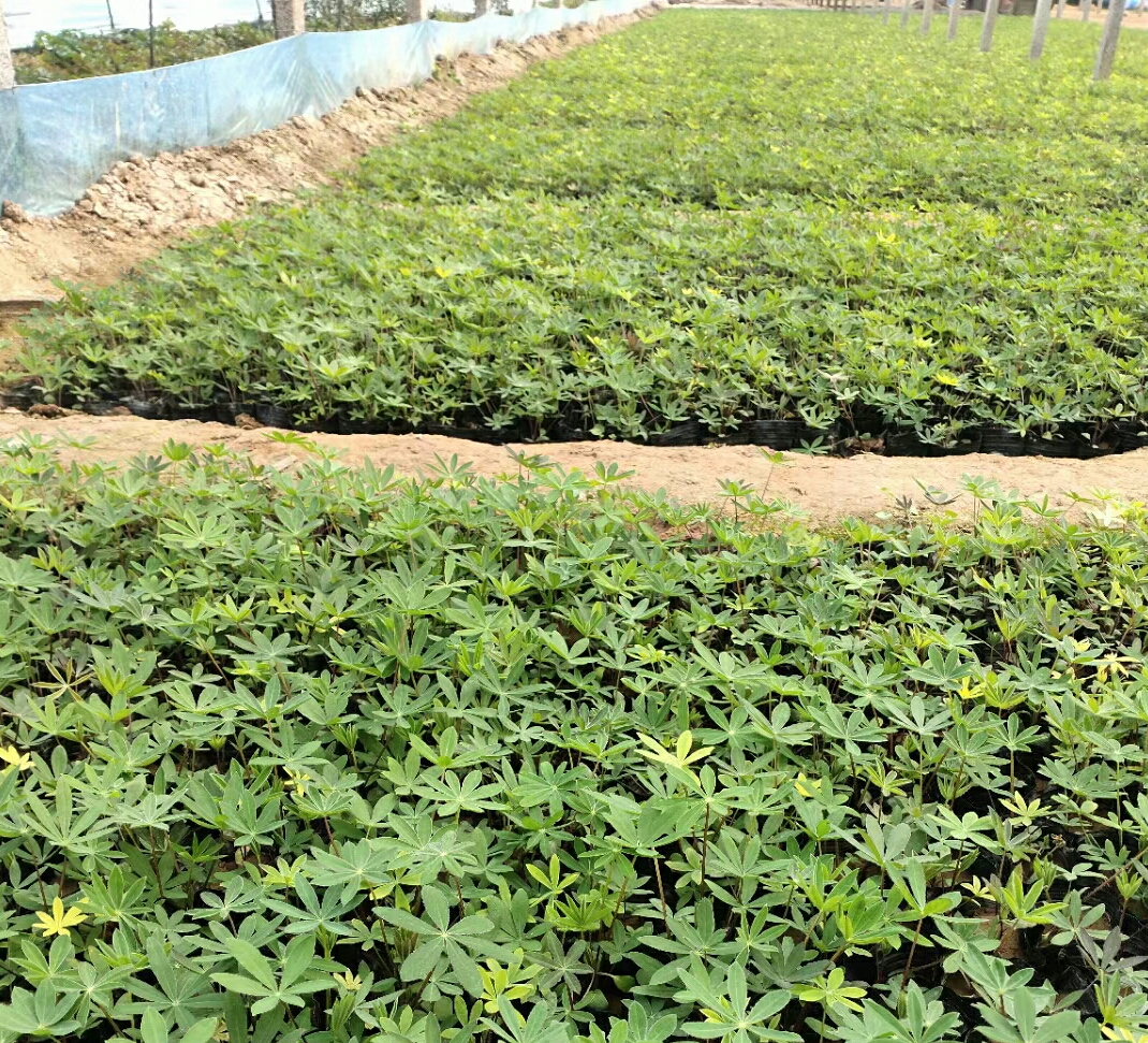偉榮花卉羽扇豆  花壇花境地栽盆栽均可  羽扇豆基地