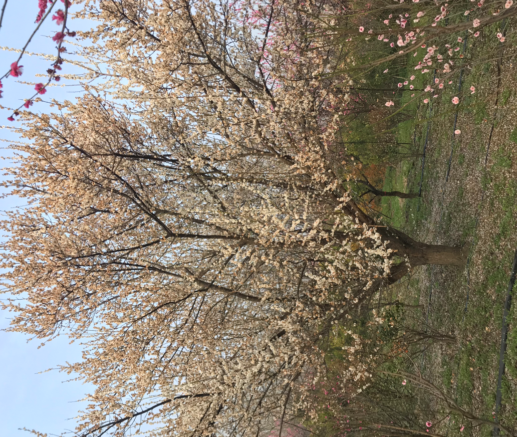 玉碟梅基地  玉碟梅市場供應(yīng)