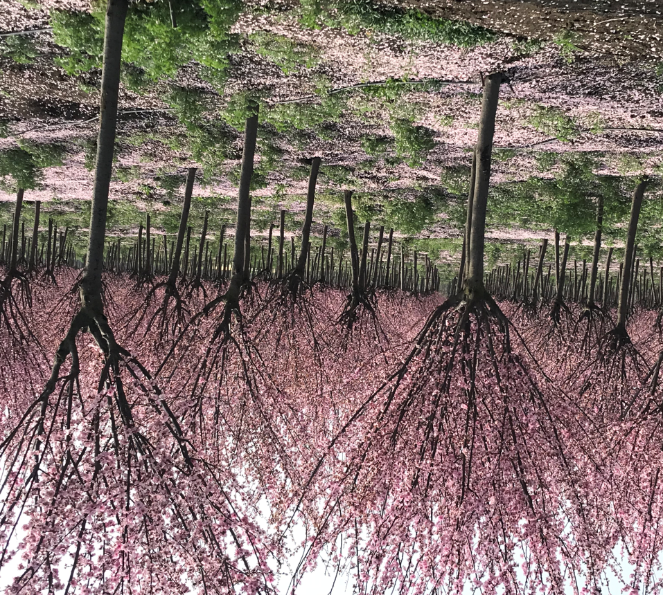 美人梅批發(fā)廠家  美人梅批發(fā)價格