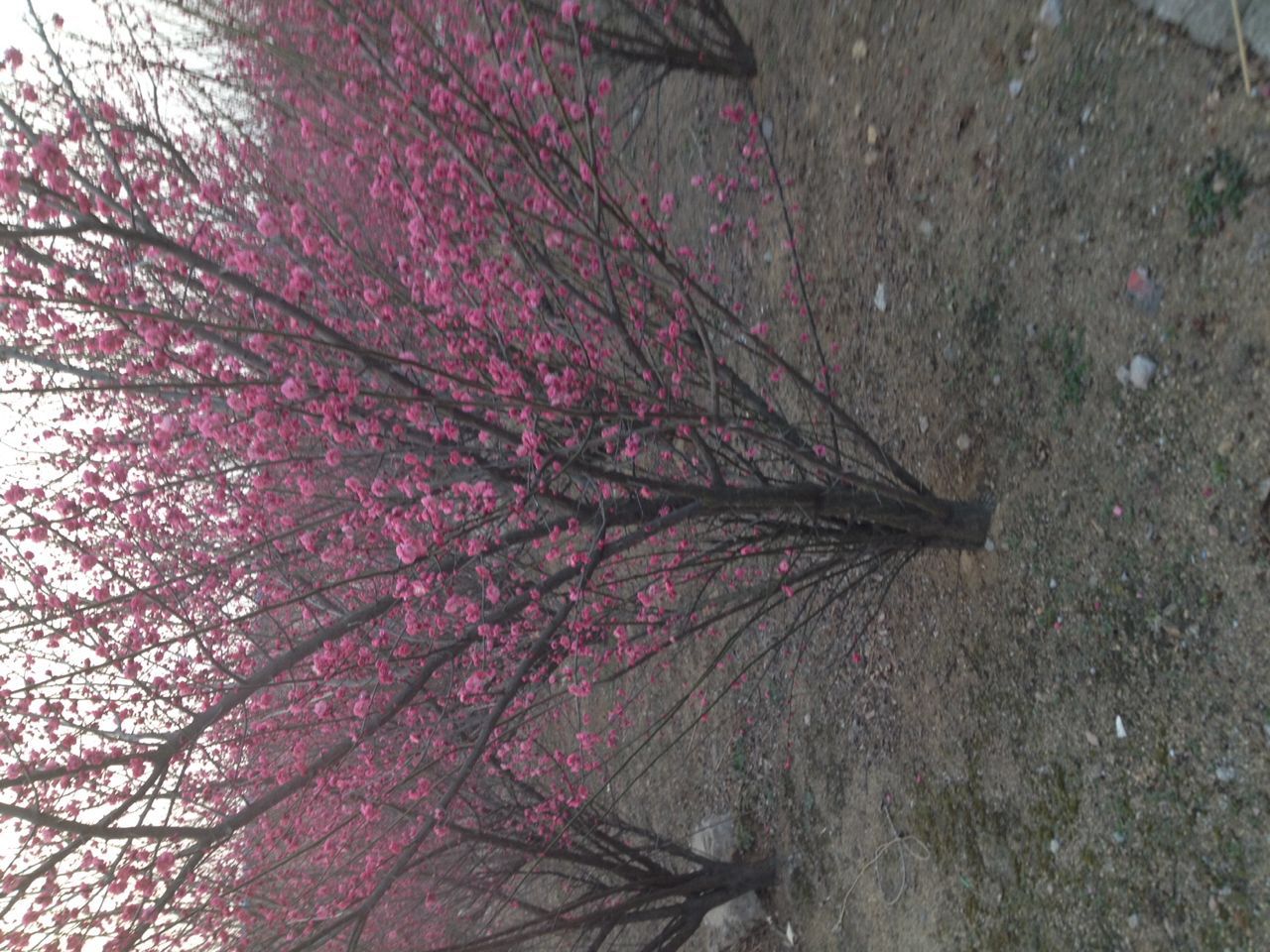 叢生紅梅市場供應(yīng)  叢生紅梅基地