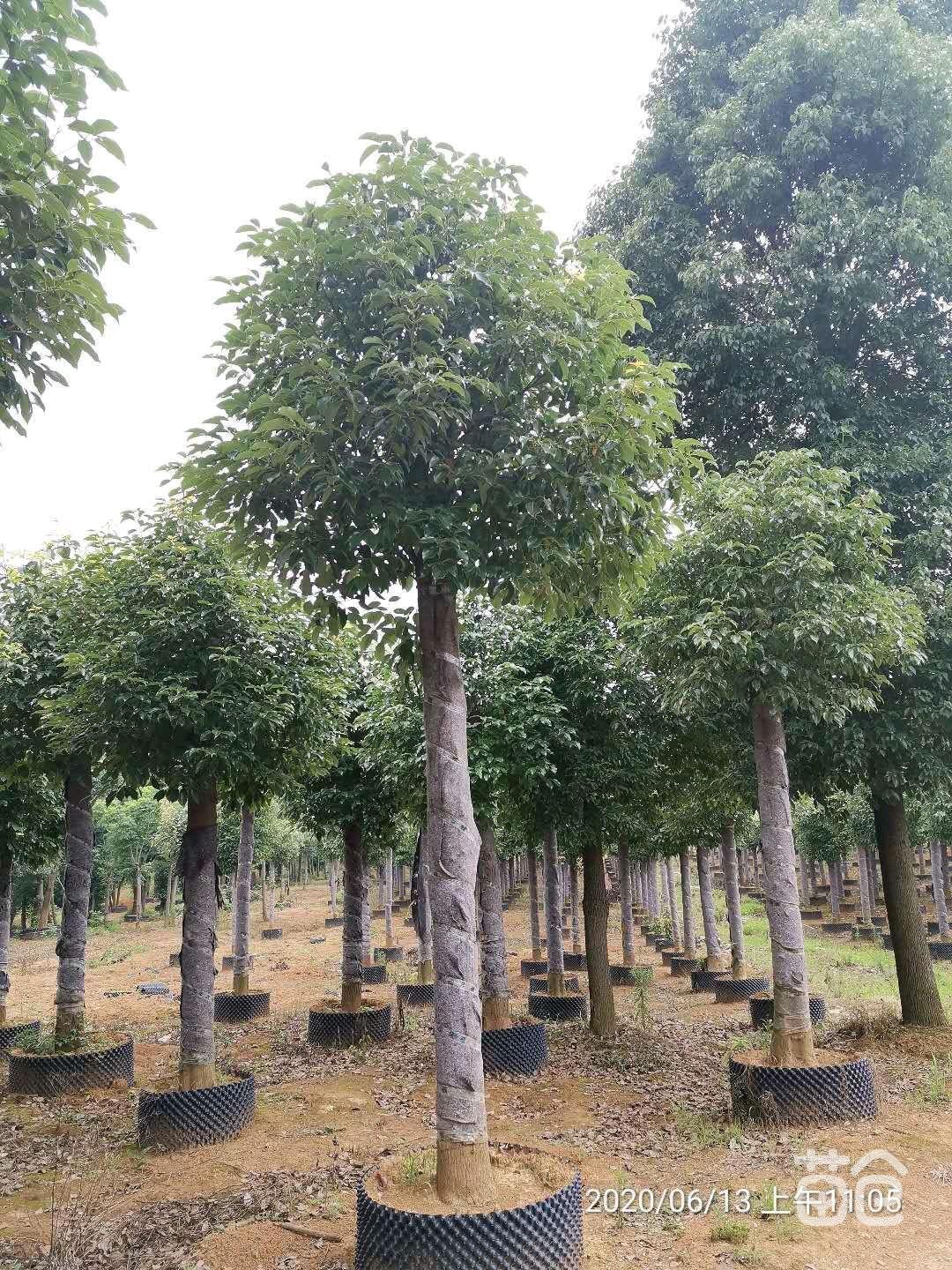 廣西香樟大樹多少錢一顆，哪里有香樟大樹，香樟小苗5萬(wàn)株米徑3到15公分價(jià)格