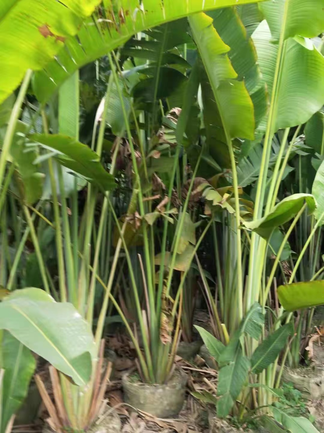廣州旅人蕉大量銷售 旅人蕉基地