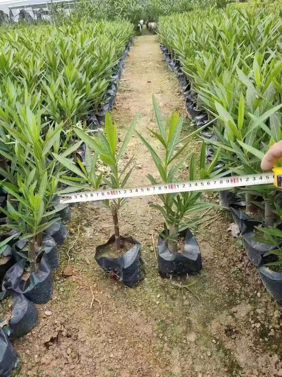 漳州夾竹桃供應(yīng)、種植、基地