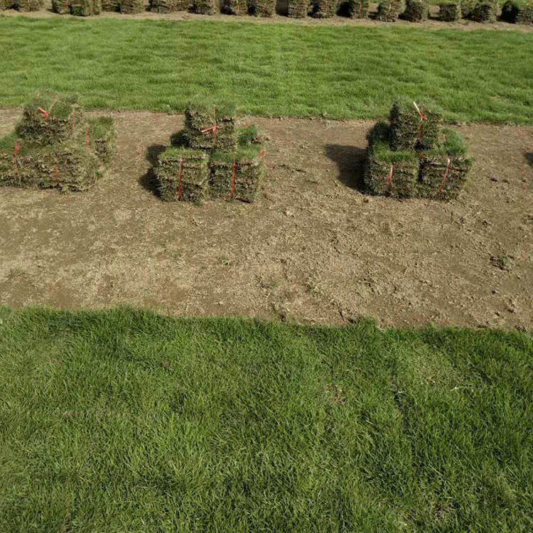 馬尼拉草皮價(jià)格  馬尼拉草皮報(bào)價(jià)