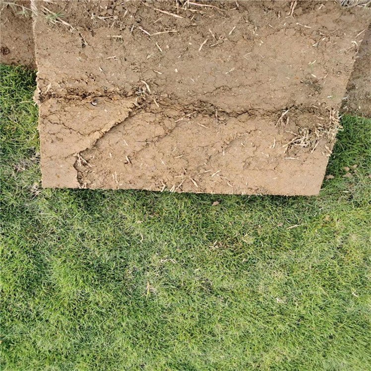 廣東臺灣草塊草卷批發(fā) 臺灣草坪場地直銷