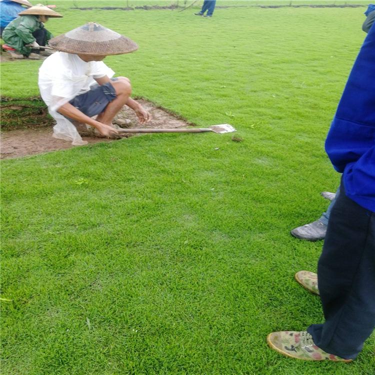 廣東馬尼拉草卷批發(fā)價格  馬尼拉草卷大量銷售