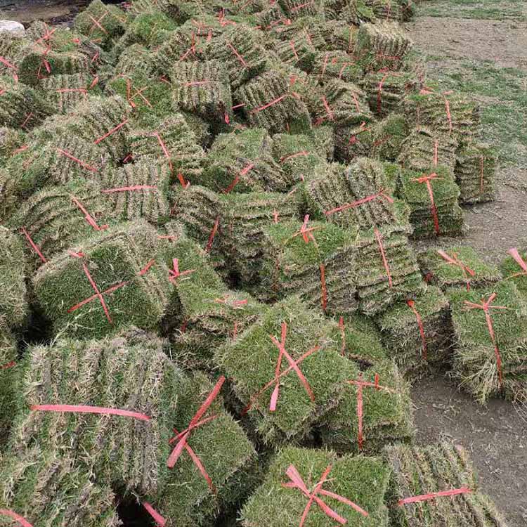 馬尼拉草皮廠家  馬尼拉草皮價(jià)格