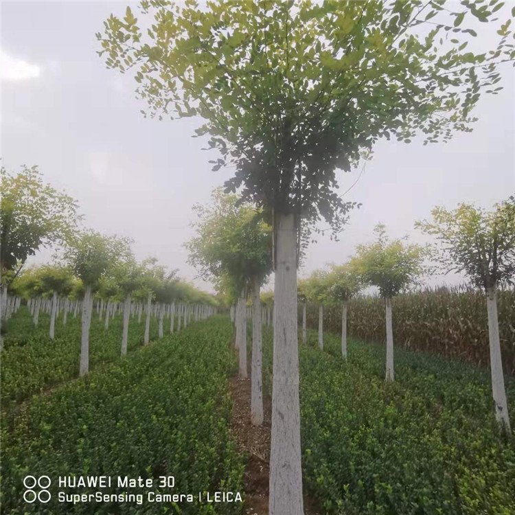 金葉槐樹苗批發(fā)基地_大量供應(yīng)【保定市騰越園林綠化工程有限公司】