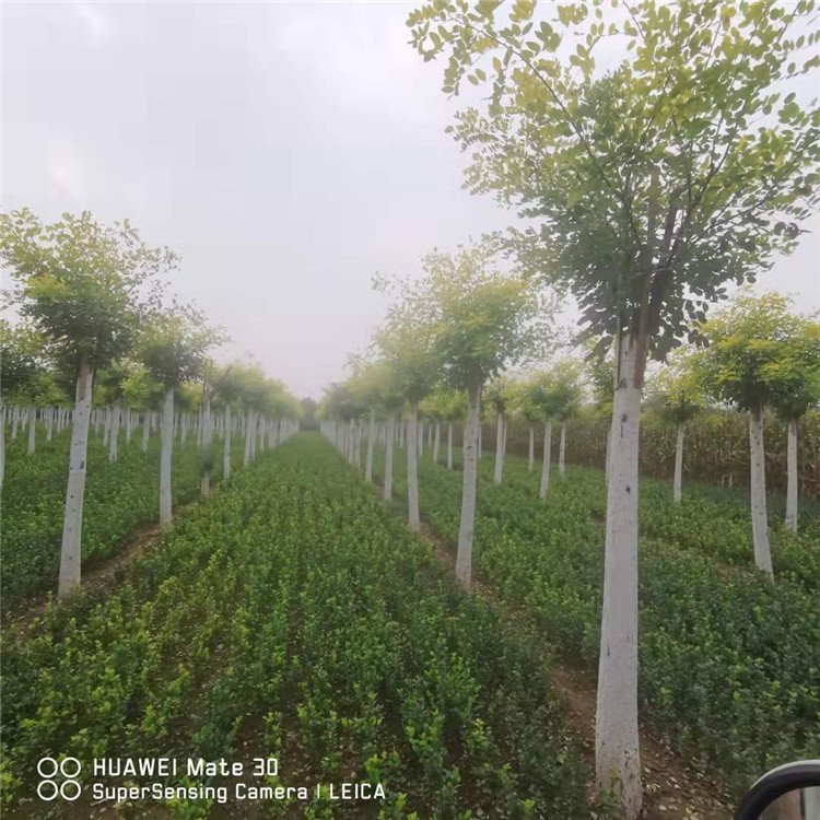 金葉槐樹苗批發(fā)基地_大量供應(yīng)【保定市騰越園林綠化工程有限公司】