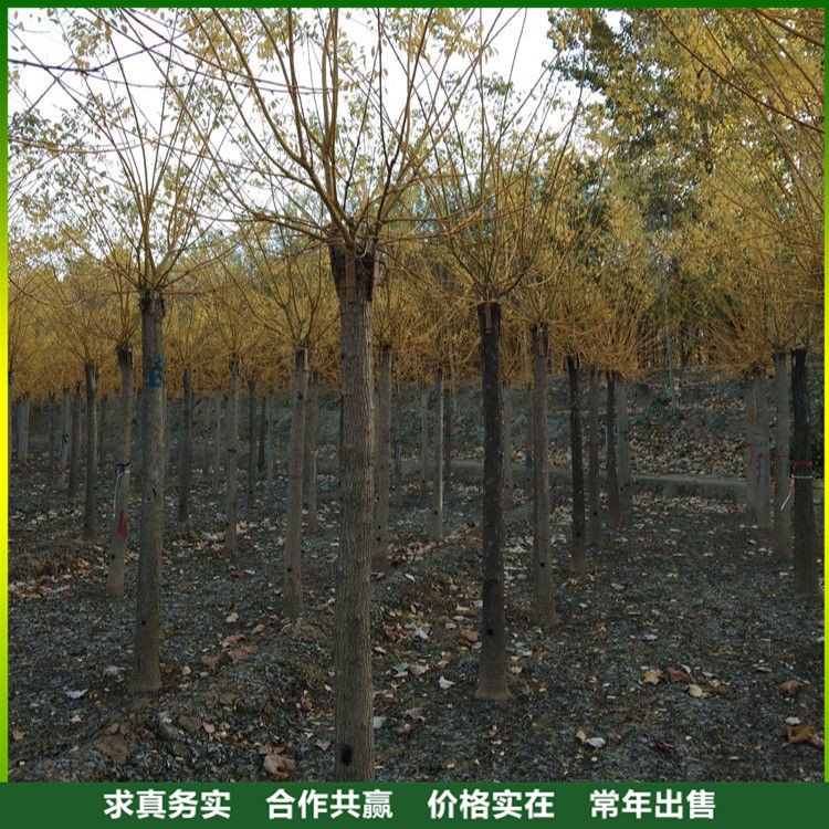 金枝槐基地批發(fā) 綠化苗木種植基地
