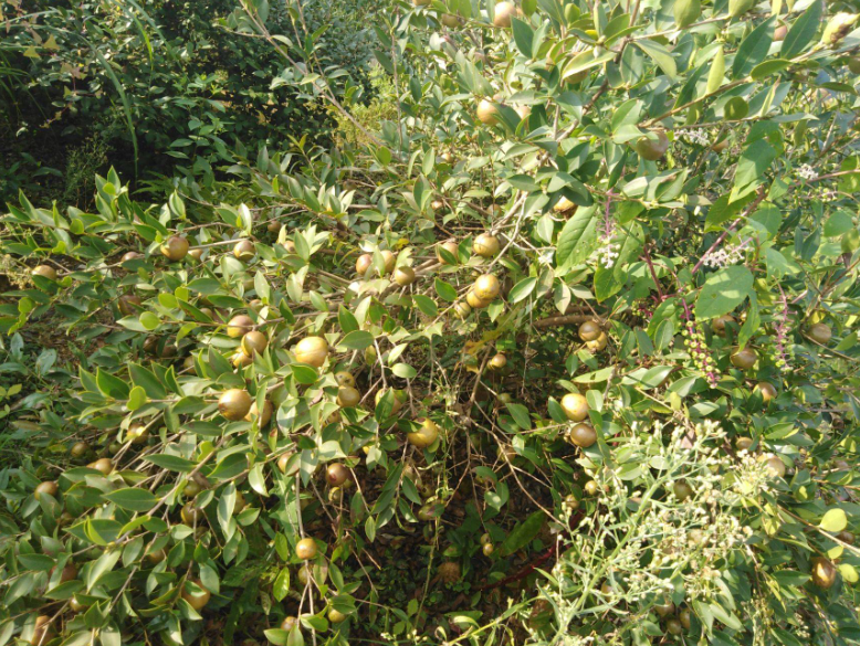 鮮油茶果批發(fā)價-哪里有-多少錢-報價-直銷-供應(yīng)商